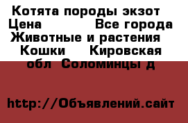 Котята породы экзот › Цена ­ 7 000 - Все города Животные и растения » Кошки   . Кировская обл.,Соломинцы д.